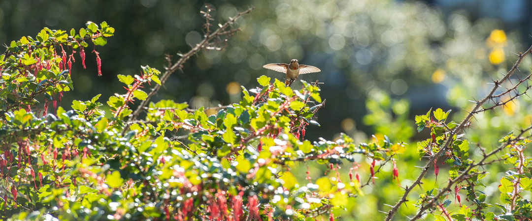 Flowers in the GWC Native Garden with a hummingbird
