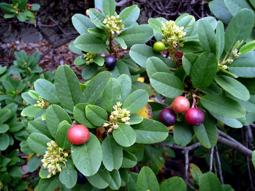 Rhamnus Californica-California Coffeeberry